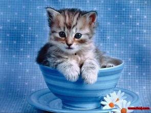 小猫可以吃蜜瓜嘛视频在线观看,萌宠美食大揭秘