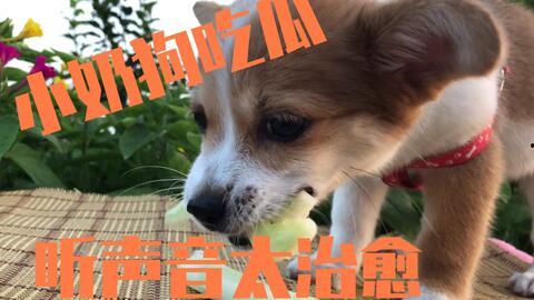小狗吃瓜的5个动作视频,萌态百出，瓜香四溢