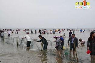 赶海小章吃八瓜鱼视频,趣味捕捞过程大揭秘